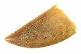 Serrated, Raptor Tooth - Real Dinosaur Tooth #295760-1